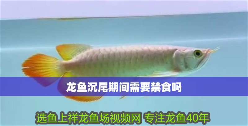 龍魚沉尾期間需要禁食嗎