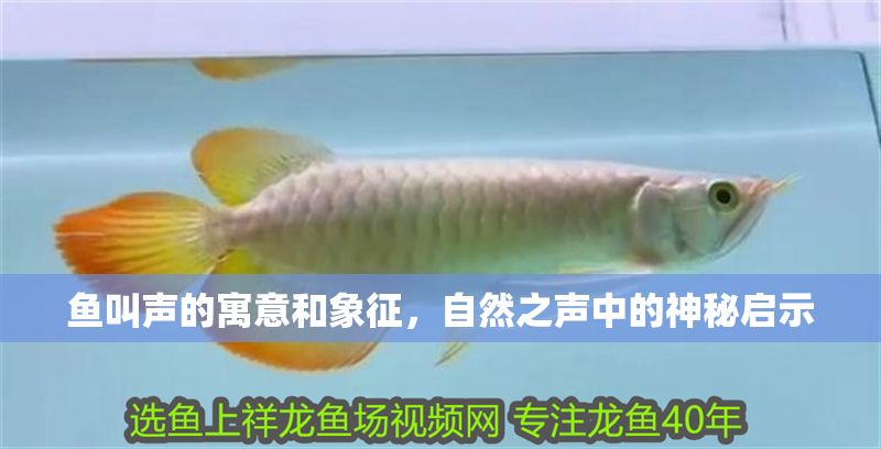 魚叫聲的寓意和象征，自然之聲中的神秘啟示 魚叫聲的寓意和象征，自然之聲中的神秘啟示 龍魚百科 第1張