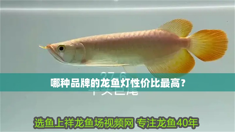 哪種品牌的龍魚燈性價(jià)比最高？
