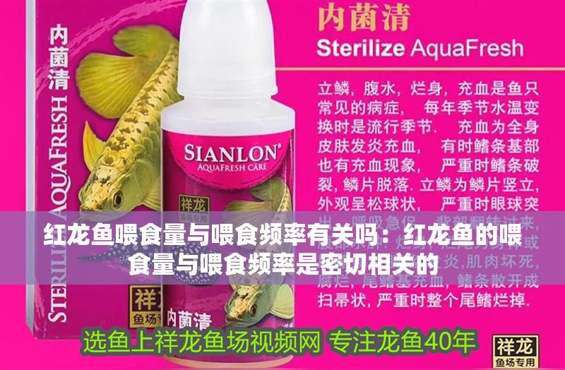 紅龍魚喂食量與喂食頻率有關(guān)嗎：紅龍魚的喂食量與喂食頻率是密切相關(guān)的