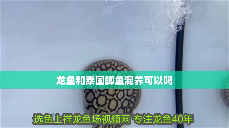 龍魚和泰國鯽魚混養(yǎng)可以嗎