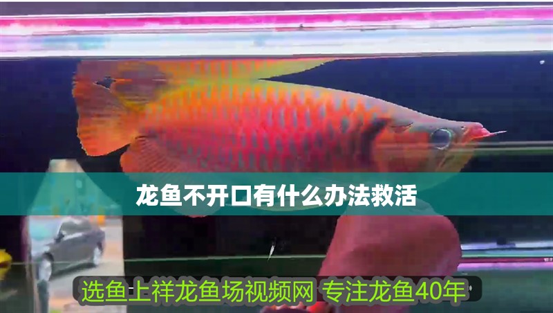 龍魚不開口有什么辦法救活 龍魚不開口有什么辦法救活 龍魚百科