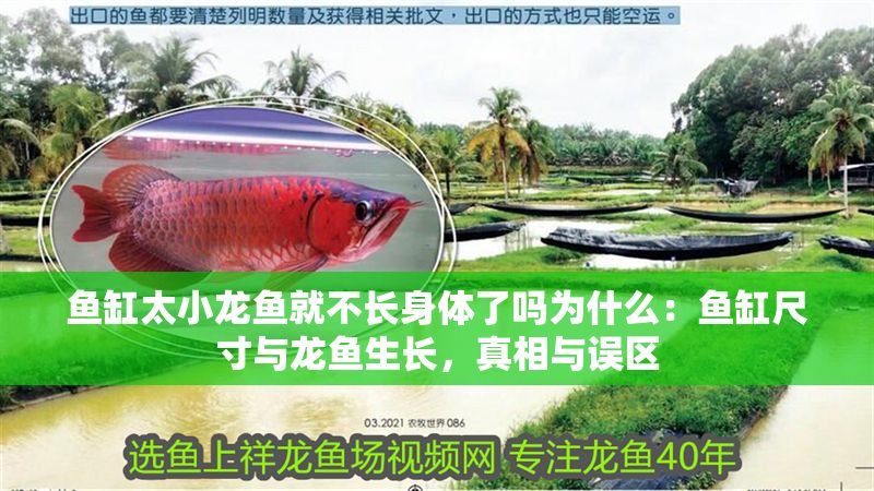 魚缸太小龍魚就不長身體了嗎為什么：魚缸尺寸與龍魚生長，真相與誤區
