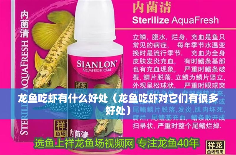 龍魚(yú)吃蝦有什么好處（龍魚(yú)吃蝦對(duì)它們有很多好處）