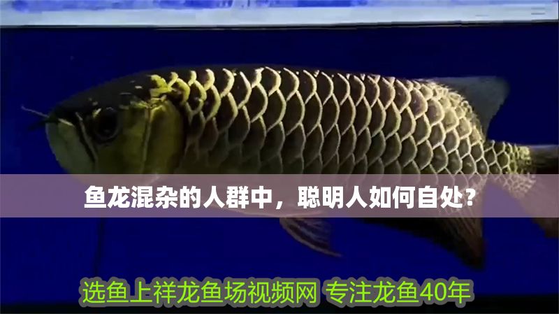 魚龍混雜的人群中，聰明人如何自處？