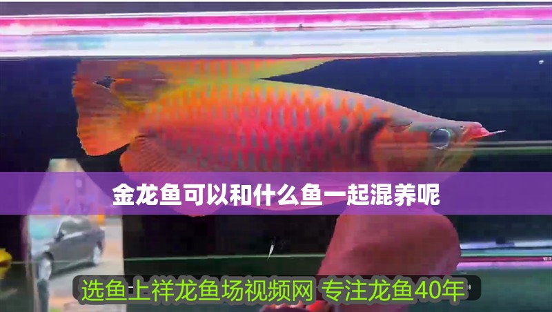 金龍魚可以和什么魚一起混養(yǎng)呢