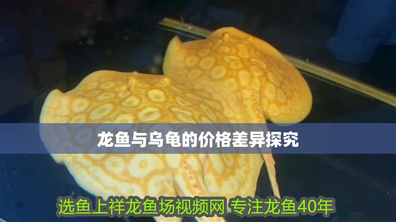 龍魚與烏龜的價格差異探究