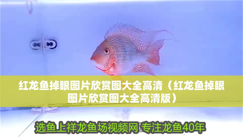 紅龍魚掉眼圖片欣賞圖大全高清（紅龍魚掉眼圖片欣賞圖大全高清版）