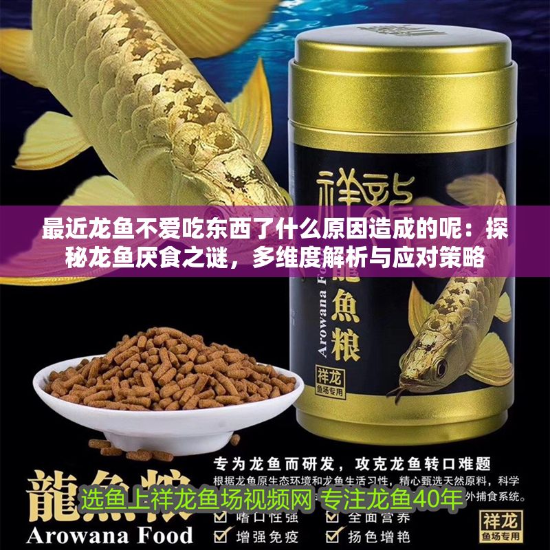 最近龍魚不愛吃東西了什么原因造成的呢：探秘龍魚厭食之謎，多維度解析與應(yīng)對策略