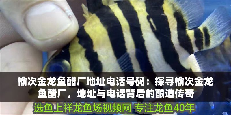 榆次金龍魚醋廠地址電話號(hào)碼：探尋榆次金龍魚醋廠，地址與電話背后的釀造傳奇 榆次金龍魚醋廠地址電話號(hào)碼：探尋榆次金龍魚醋廠，地址與電話背后的釀造傳奇 龍魚百科 第1張