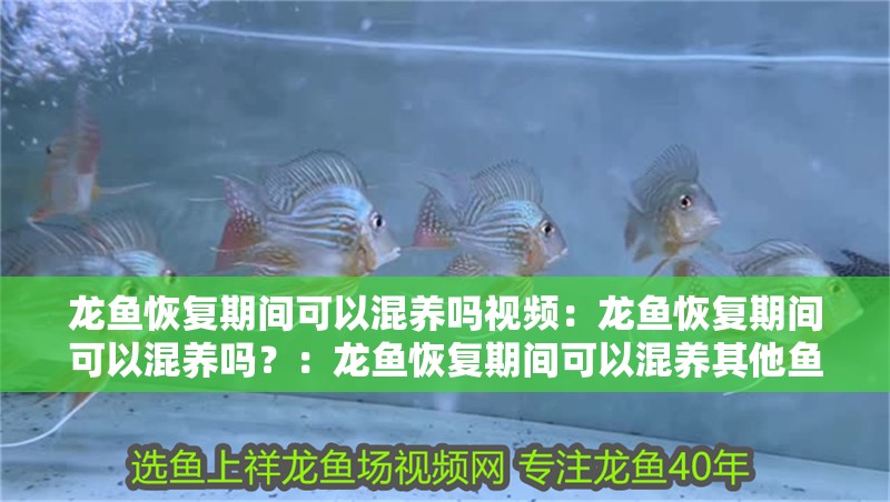 龍魚恢復(fù)期間可以混養(yǎng)嗎視頻：龍魚恢復(fù)期間可以混養(yǎng)嗎？：龍魚恢復(fù)期間可以混養(yǎng)其他魚類嗎？