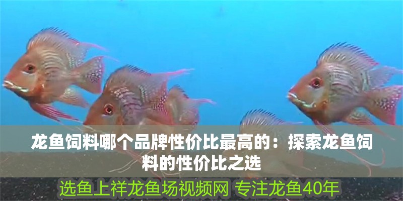 龍魚飼料哪個品牌性價比最高的：探索龍魚飼料的性價比之選