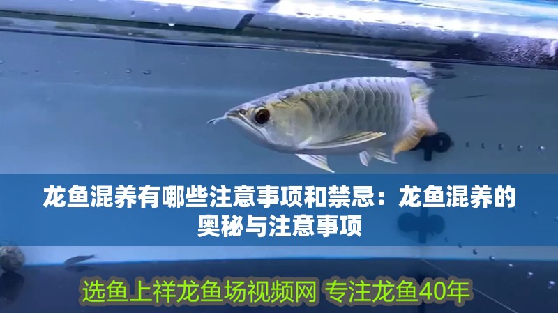 龍魚混養有哪些注意事項和禁忌：龍魚混養的奧秘與注意事項