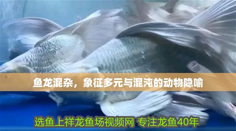 魚龍混雜，象征多元與混沌的動物隱喻