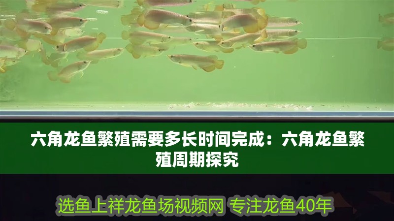 魚(yú)缸用增氧泵價(jià)格是多少:魚(yú)缸增氧機(jī)-xtrac增氧機(jī)-xtrac增氧機(jī) 六角龍魚(yú)繁殖需要多長(zhǎng)時(shí)間完成:六角龍魚(yú)繁殖周期探究 水族問(wèn)答 六角龍魚(yú)繁殖需要多長(zhǎng)時(shí)間完成:六角龍魚(yú)繁殖周期探究 六角龍魚(yú)繁殖需要多長(zhǎng)時(shí)間完成:六角龍魚(yú)繁殖周期探究 水族問(wèn)答