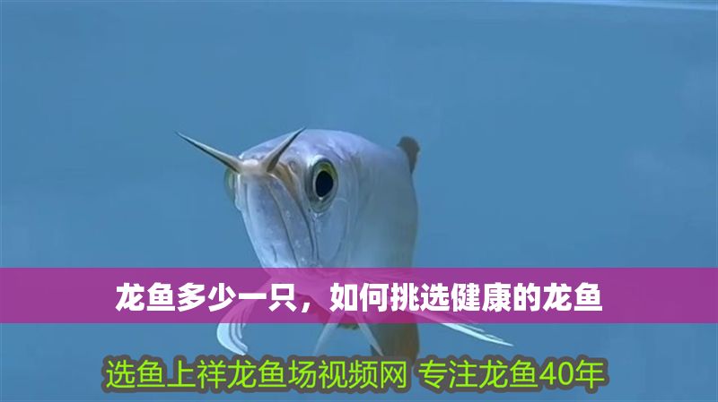 龍魚多少一只，如何挑選健康的龍魚