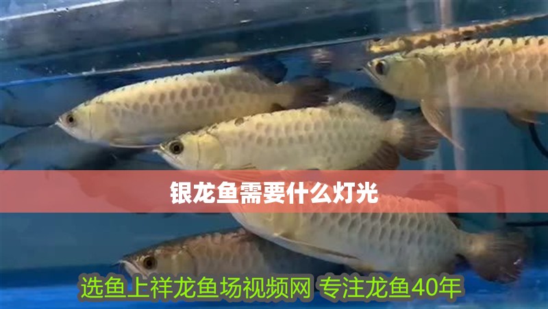 銀龍魚需要什么燈光