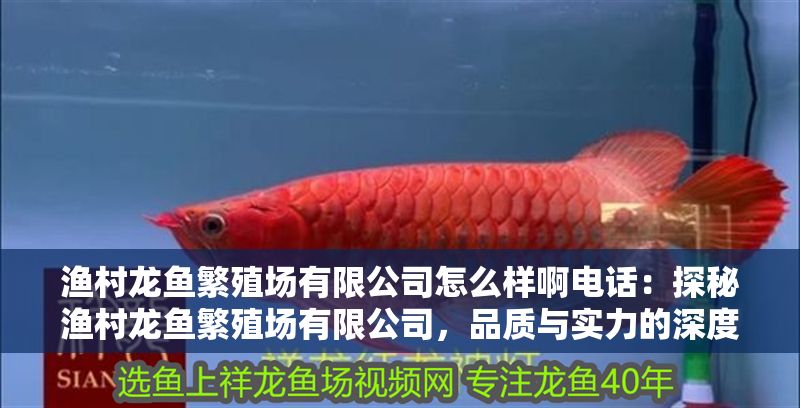 漁村龍魚繁殖場有限公司怎么樣啊電話：探秘漁村龍魚繁殖場有限公司，品質與實力的深度剖析