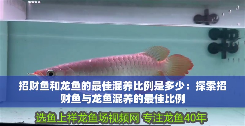 招財魚和龍魚的最佳混養(yǎng)比例是多少：探索招財魚與龍魚混養(yǎng)的最佳比例