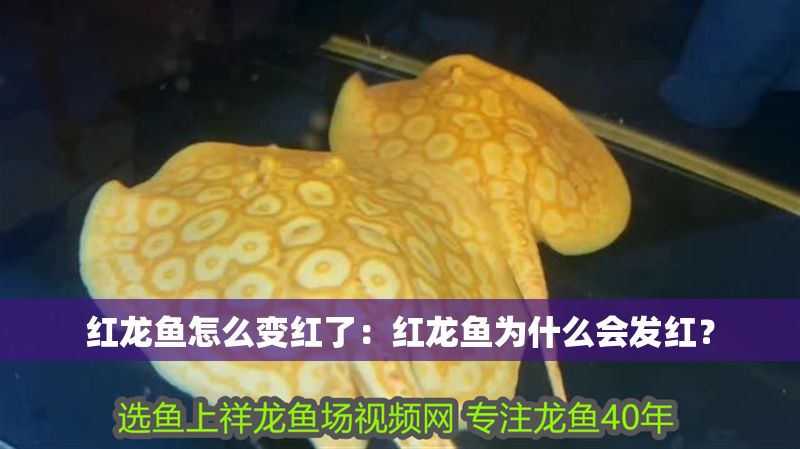 紅龍魚怎么變紅了：紅龍魚為什么會發(fā)紅？ 紅龍魚怎么變紅了：紅龍魚為什么會發(fā)紅？ 龍魚百科 第1張