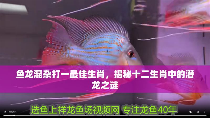 魚龍混雜打一最佳生肖，揭秘十二生肖中的潛龍之謎