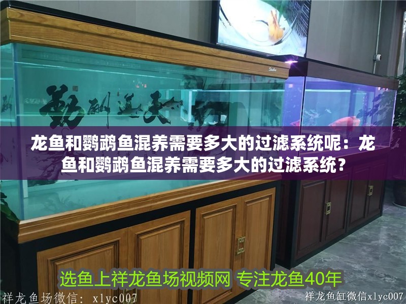 龍魚和鸚鵡魚混養(yǎng)需要多大的過濾系統(tǒng)呢：龍魚和鸚鵡魚混養(yǎng)需要多大的過濾系統(tǒng)？