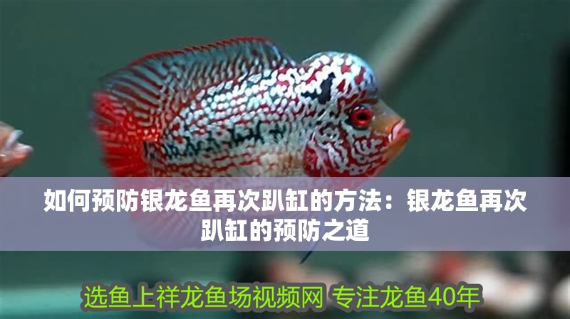 如何預(yù)防銀龍魚再次趴缸的方法：銀龍魚再次趴缸的預(yù)防之道