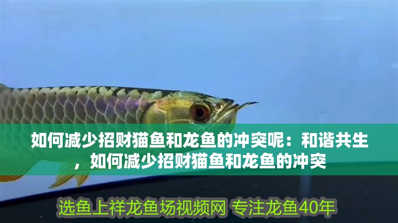 如何減少招財貓魚和龍魚的沖突呢：和諧共生，如何減少招財貓魚和龍魚的沖突