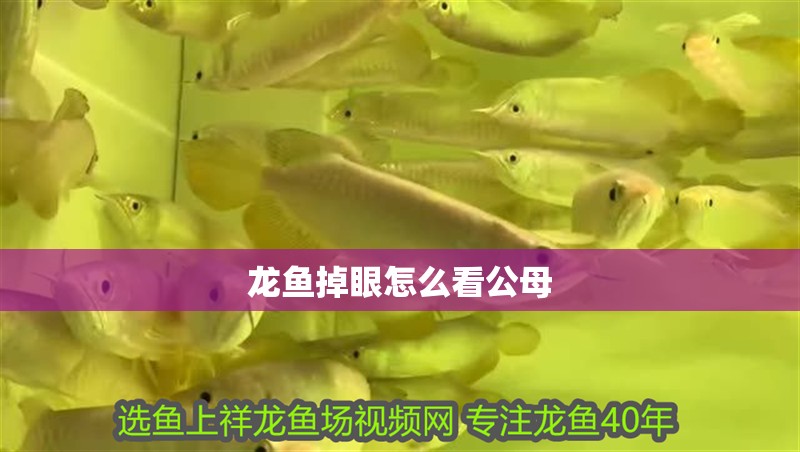 龍魚掉眼怎么看公母 龍魚掉眼怎么看公母 龍魚百科