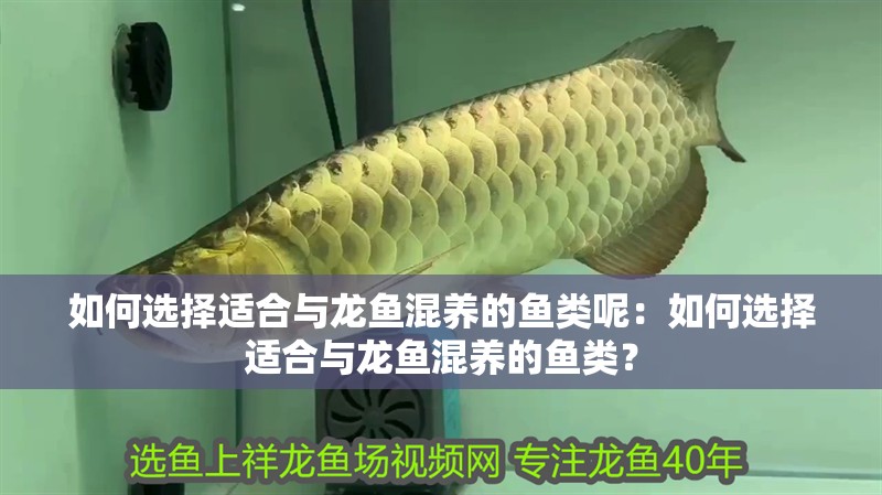 如何選擇適合與龍魚(yú)混養(yǎng)的魚(yú)類呢：如何選擇適合與龍魚(yú)混養(yǎng)的魚(yú)類？