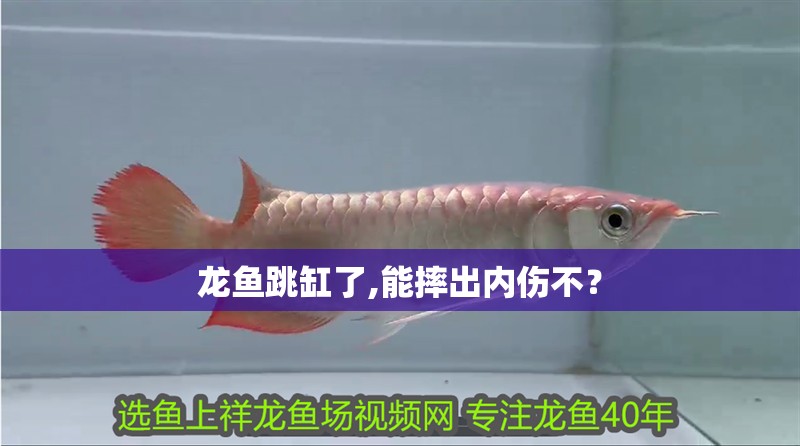 龍魚跳缸了,能摔出內傷不？