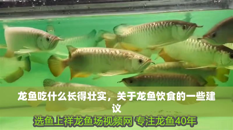 龍魚吃什么長得壯實，關于龍魚飲食的一些建議