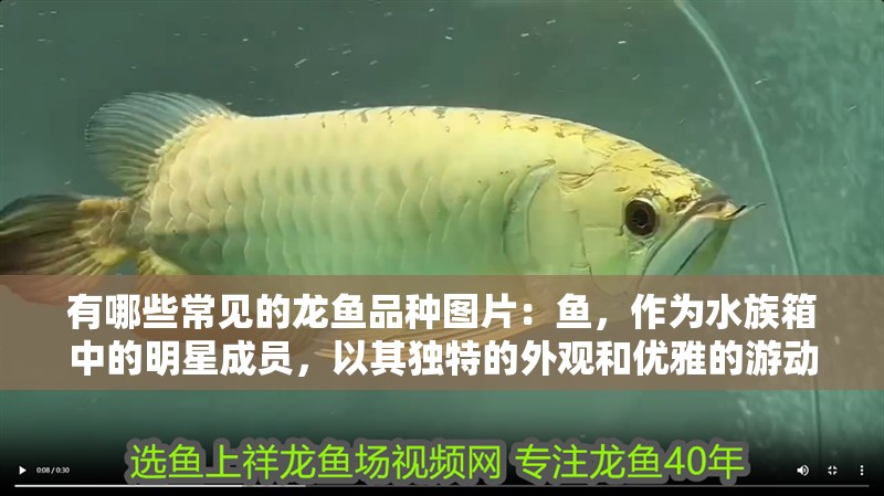 有哪些常見的龍魚品種圖片：魚，作為水族箱中的明星成員，以其獨(dú)特的外觀和優(yōu)雅的游動(dòng)姿態(tài)深受愛好者們的喜愛。在眾多品種中，龍魚以其豐富的色彩、強(qiáng)健的體魄和獨(dú)特的生活習(xí)性而聞名。以下是一些常見的龍魚品種介紹