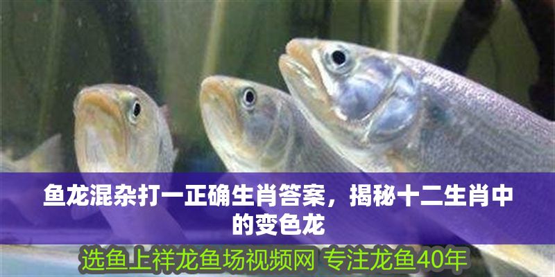 魚龍混雜打一正確生肖答案，揭秘十二生肖中的變色龍