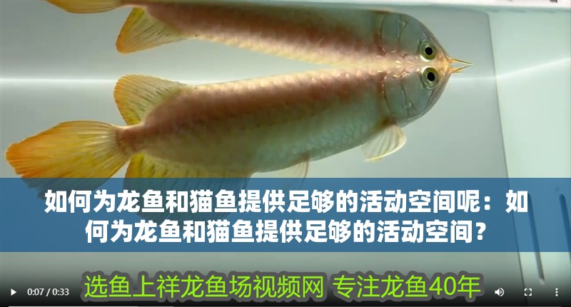 如何為龍魚和貓魚提供足夠的活動空間呢：如何為龍魚和貓魚提供足夠的活動空間？