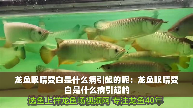 龍魚眼睛變白是什么病引起的呢：龍魚眼睛變白是什么病引起的