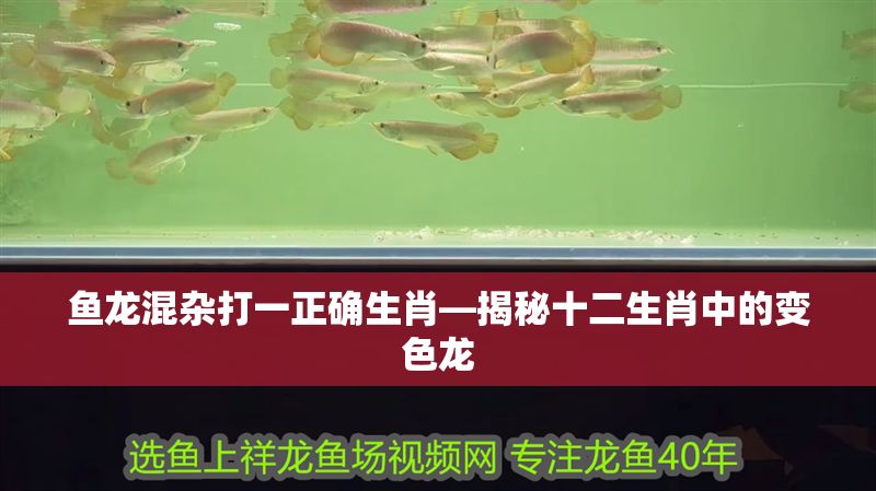 魚龍混雜打一正確生肖—揭秘十二生肖中的變色龍