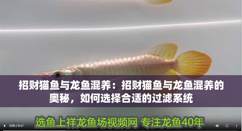 招財貓魚與龍魚混養：招財貓魚與龍魚混養的奧秘，如何選擇合適的過濾系統