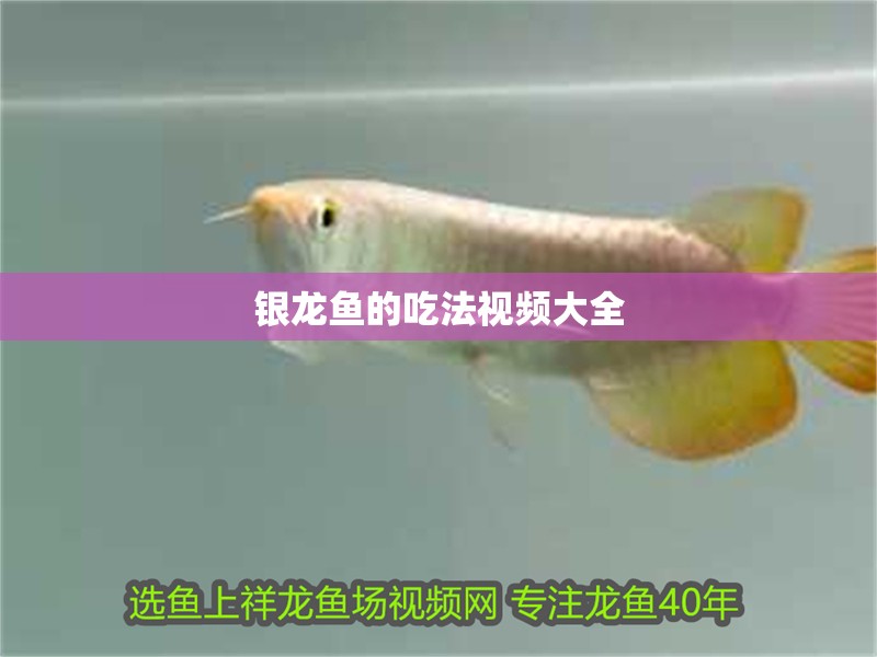 銀龍魚的吃法視頻大全