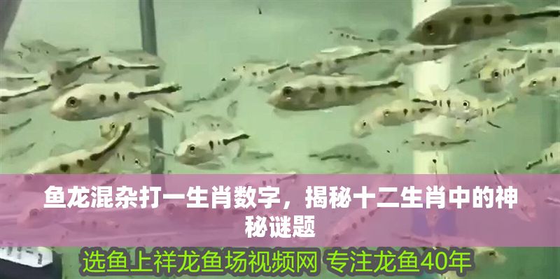 魚龍混雜打一生肖數字，揭秘十二生肖中的神秘謎題 魚龍混雜打一生肖數字，揭秘十二生肖中的神秘謎題 龍魚百科 第1張