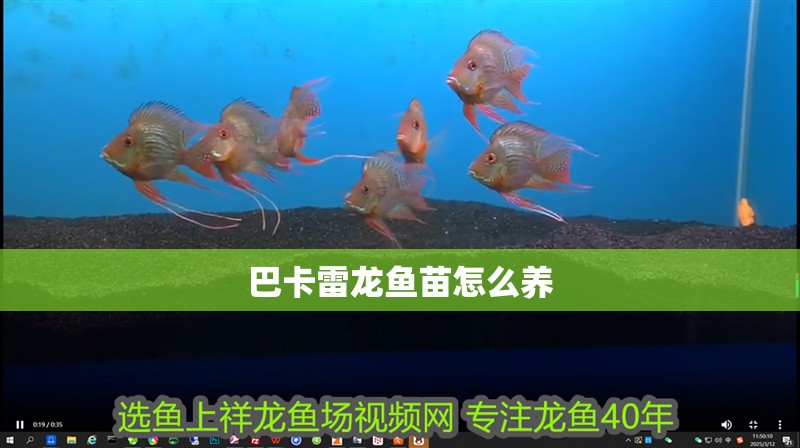 巴卡雷龍魚苗怎么養(yǎng) 巴卡雷龍魚苗怎么養(yǎng) 龍魚百科