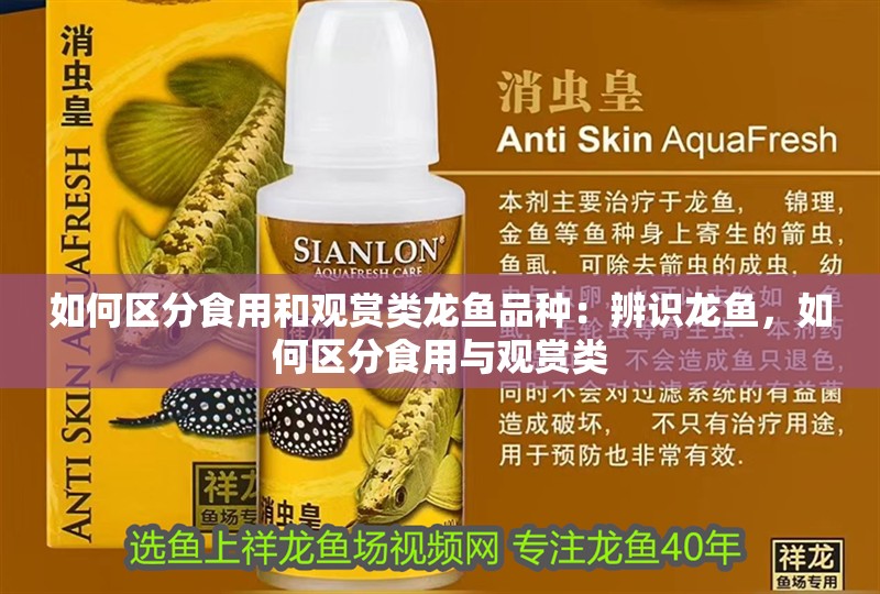 如何區分食用和觀賞類龍魚品種：辨識龍魚，如何區分食用與觀賞類