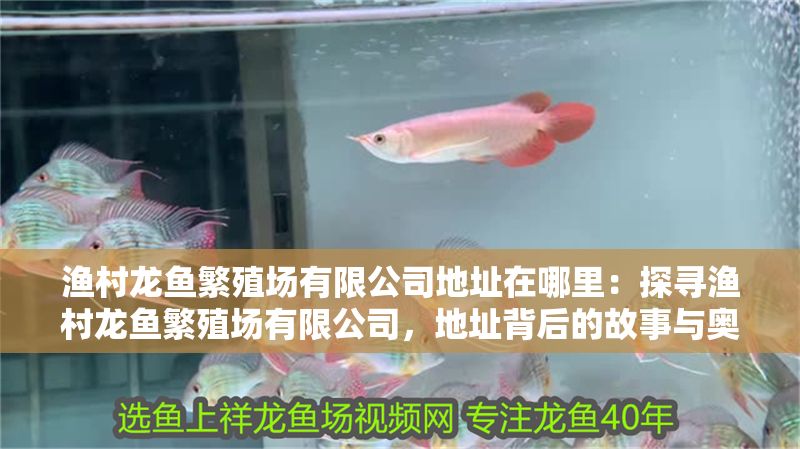 漁村龍魚繁殖場有限公司地址在哪里：探尋漁村龍魚繁殖場有限公司，地址背后的故事與奧秘