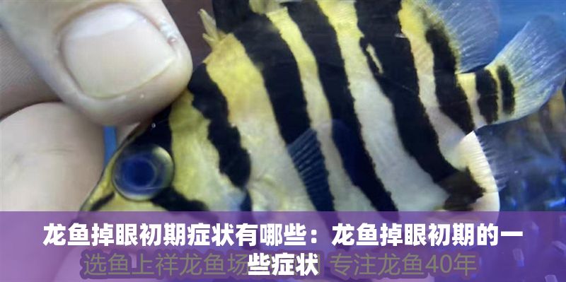 龍魚掉眼初期癥狀有哪些：龍魚掉眼初期的一些癥狀