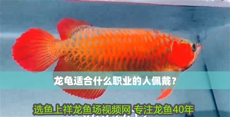 龍龜適合什么職業(yè)的人佩戴？