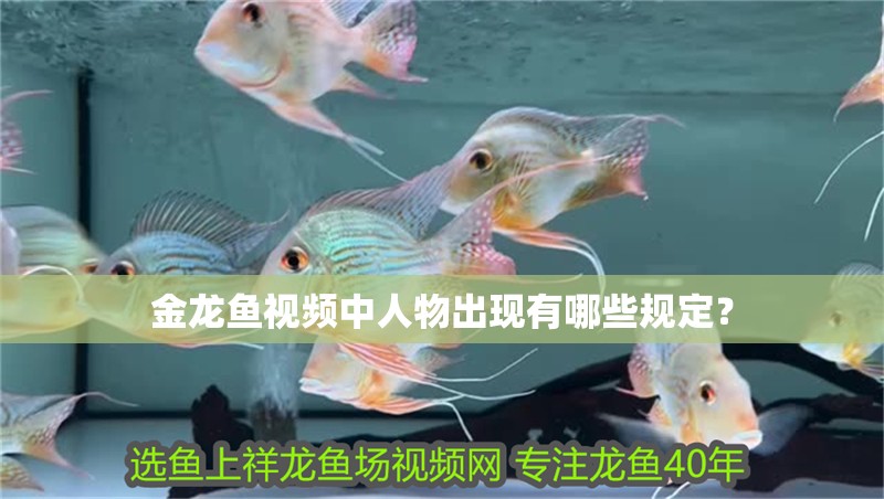 金龍魚視頻中人物出現有哪些規(guī)定？ 金龍魚視頻中人物出現有哪些規(guī)定？ 龍魚百科