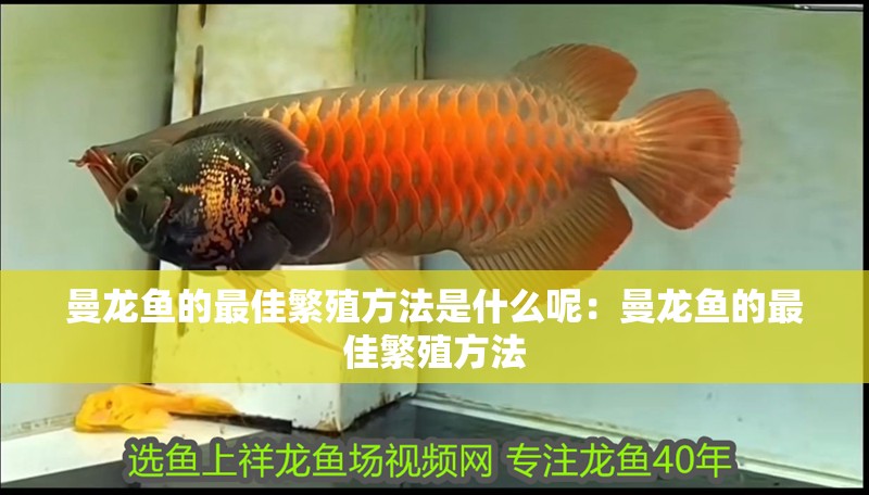 曼龍魚的最佳繁殖方法是什么呢：曼龍魚的最佳繁殖方法