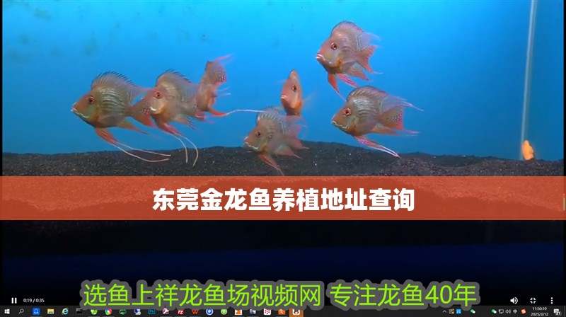 東莞金龍魚養植地址查詢