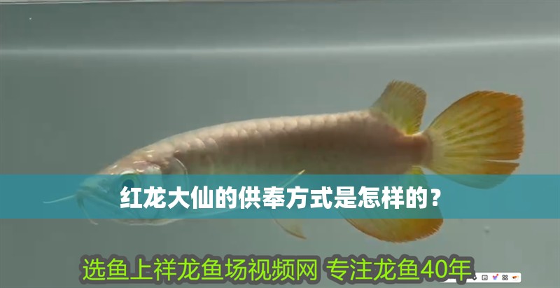 紅龍大仙的供奉方式是怎樣的？