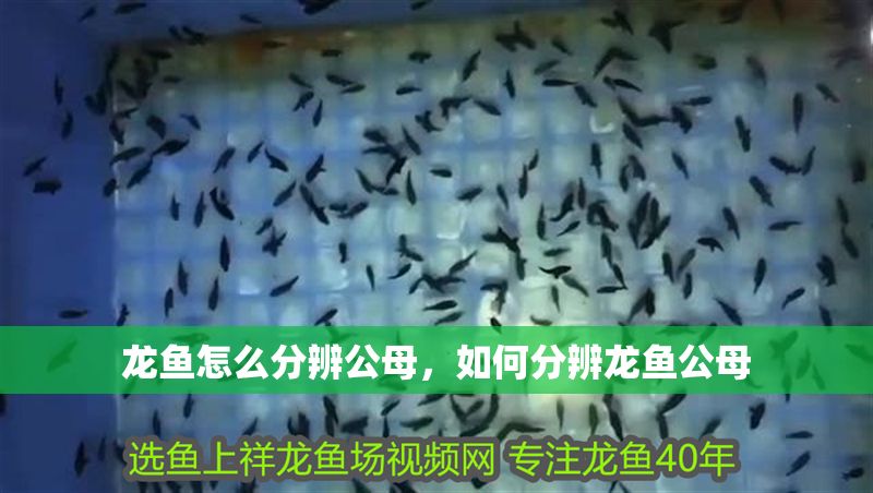 龍魚怎么分辨公母，如何分辨龍魚公母